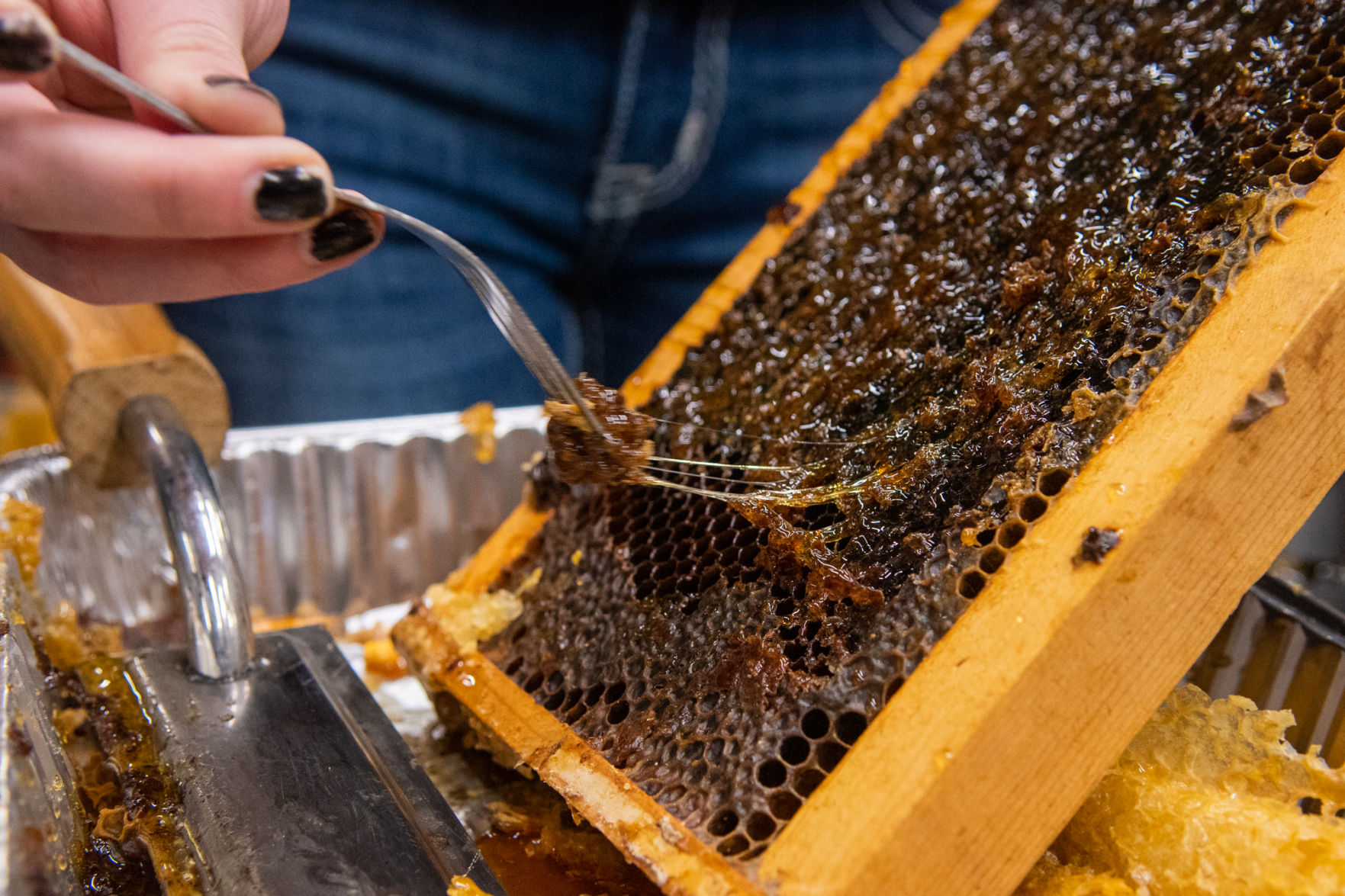 11172019_local_bees-4.jpg